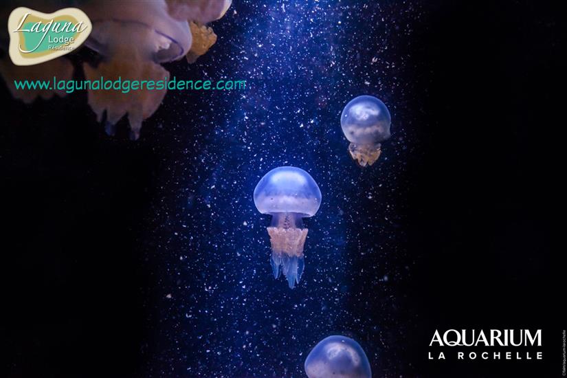 Qualle Aquarium La Rochelle in der nahe von Laguna Lodge Résidence