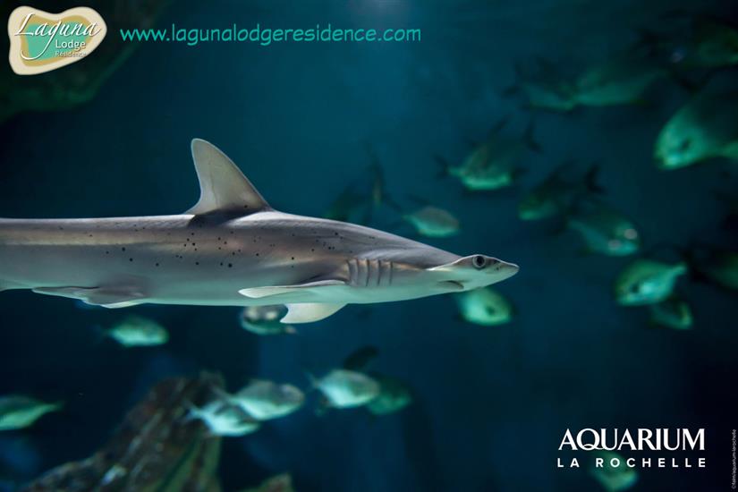 Hai Aquarium La Rochelle in der nahe von Laguna Lodge Résidence