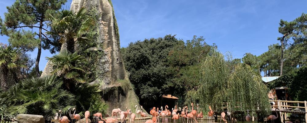 Flamingos Zoo de la Palmyre in der nahe von Laguna Lodge Résidence