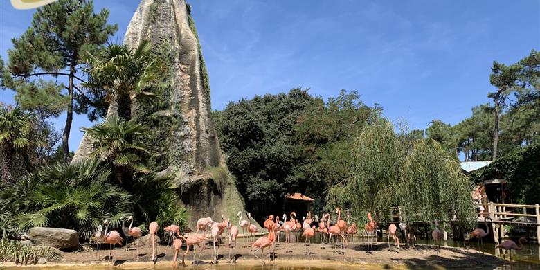 Flamingos Zoo de la Palmyre in der nahe von Laguna Lodge Résidence
