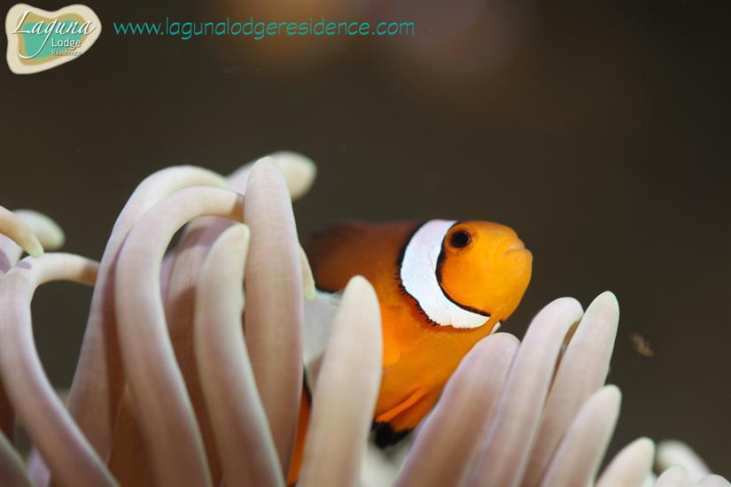 Clownfische Aquarium La Rochelle Familie mit Kindern in der Nähe von Laguna Lodge Résidence