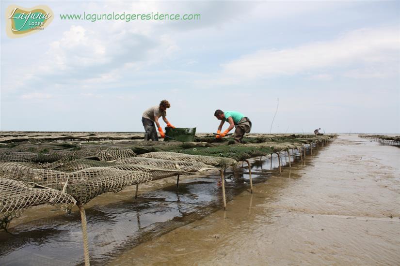 Austernzüchter auf der route touristique des huîtres in der Nähe von Laguna Lodge Résidence am Atlantikküste Frankreich