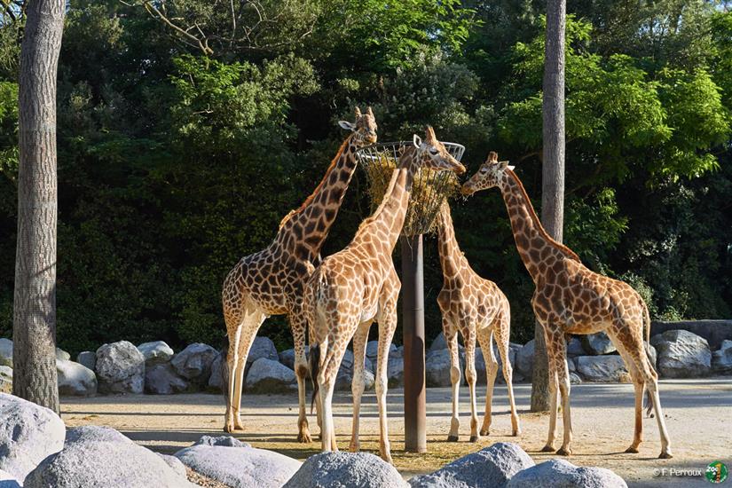 Giraffe Zoo de la Palmyre in der Nähe von Laguna Lodge Résidence