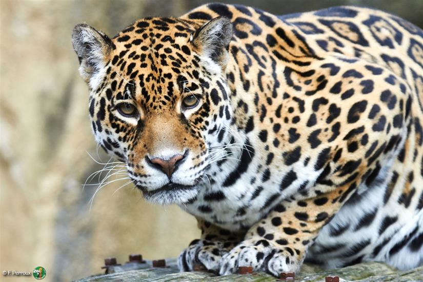 Jaguar Zoo de la Palmyre in der Nähe von Laguna Lodge Résidence